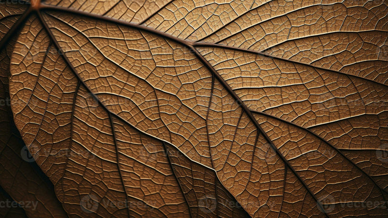 Tobacco